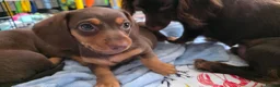 Miniature Dachshund dogs for sale: Mini dashunds puppies in Canterbury - Advert 5