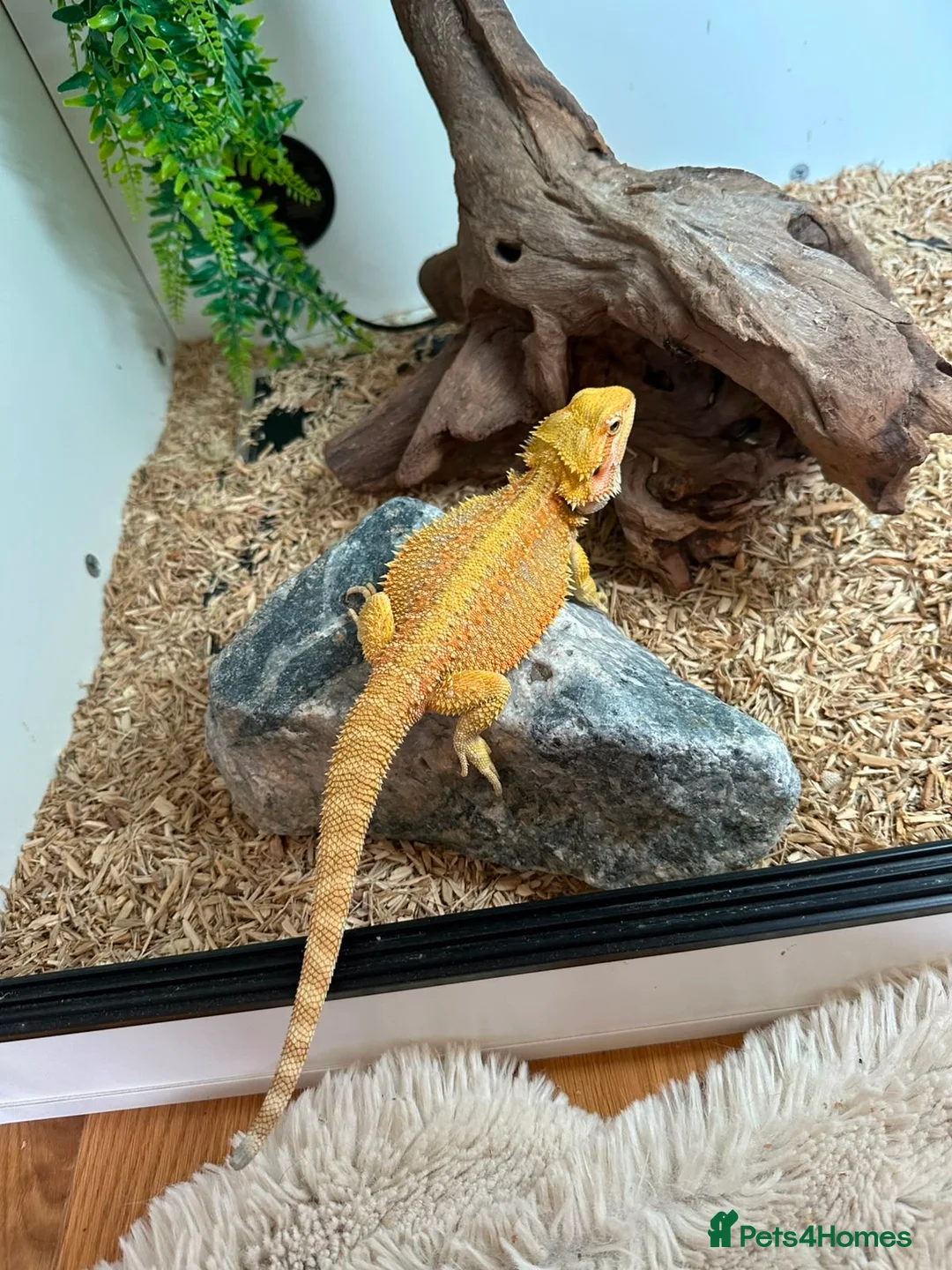 Bearded Dragon reptiles for sale: 2 bearded dragons  in Plymouth - Advert 2