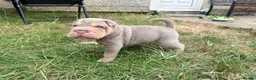 Shar Pei dogs for sale: QUALITY RARE lilac tan  puppy shar pei for sale  - Advert 18