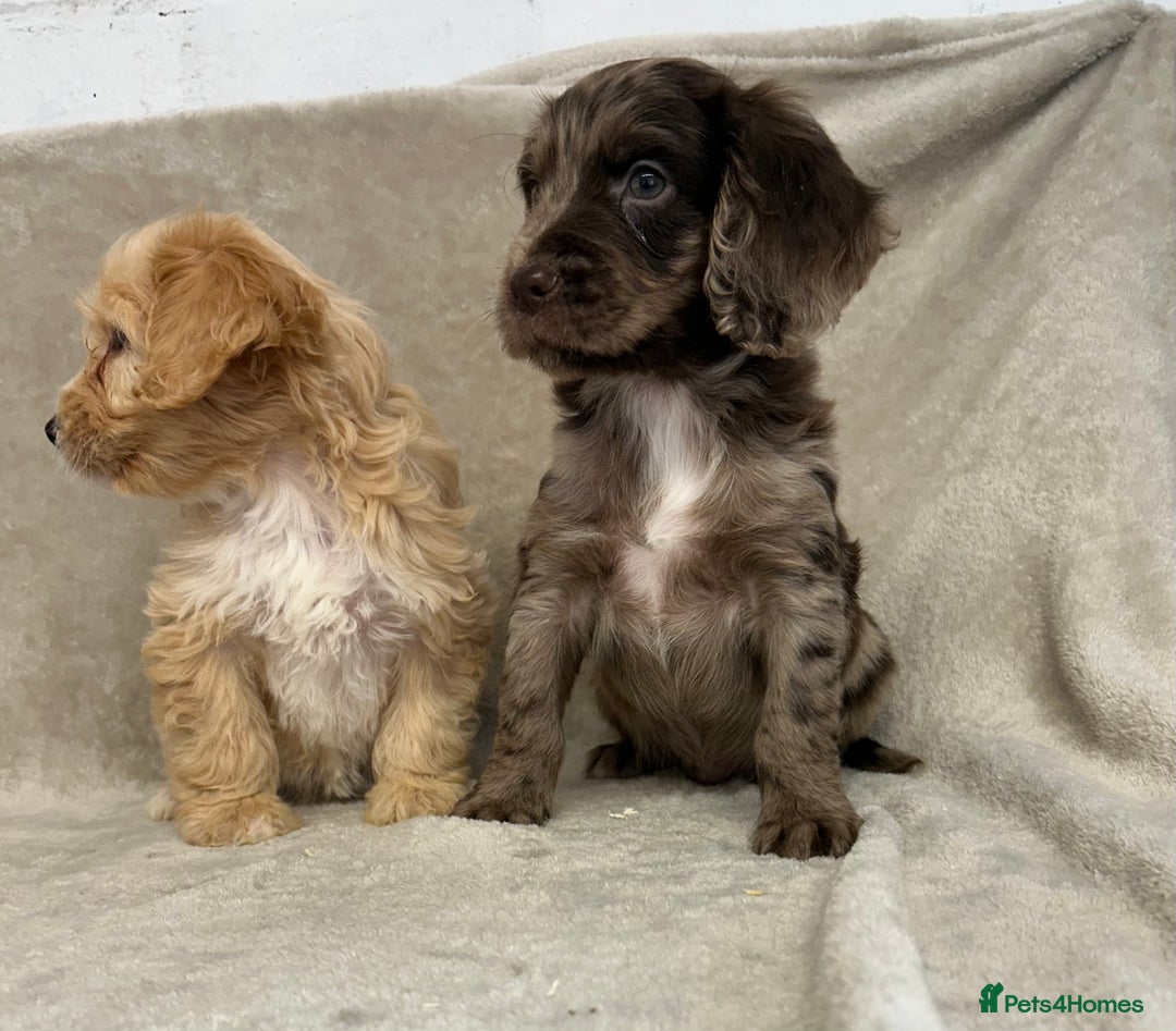 Cockapoo dogs for sale: Stunning cockapoo puppies  - Advert 11