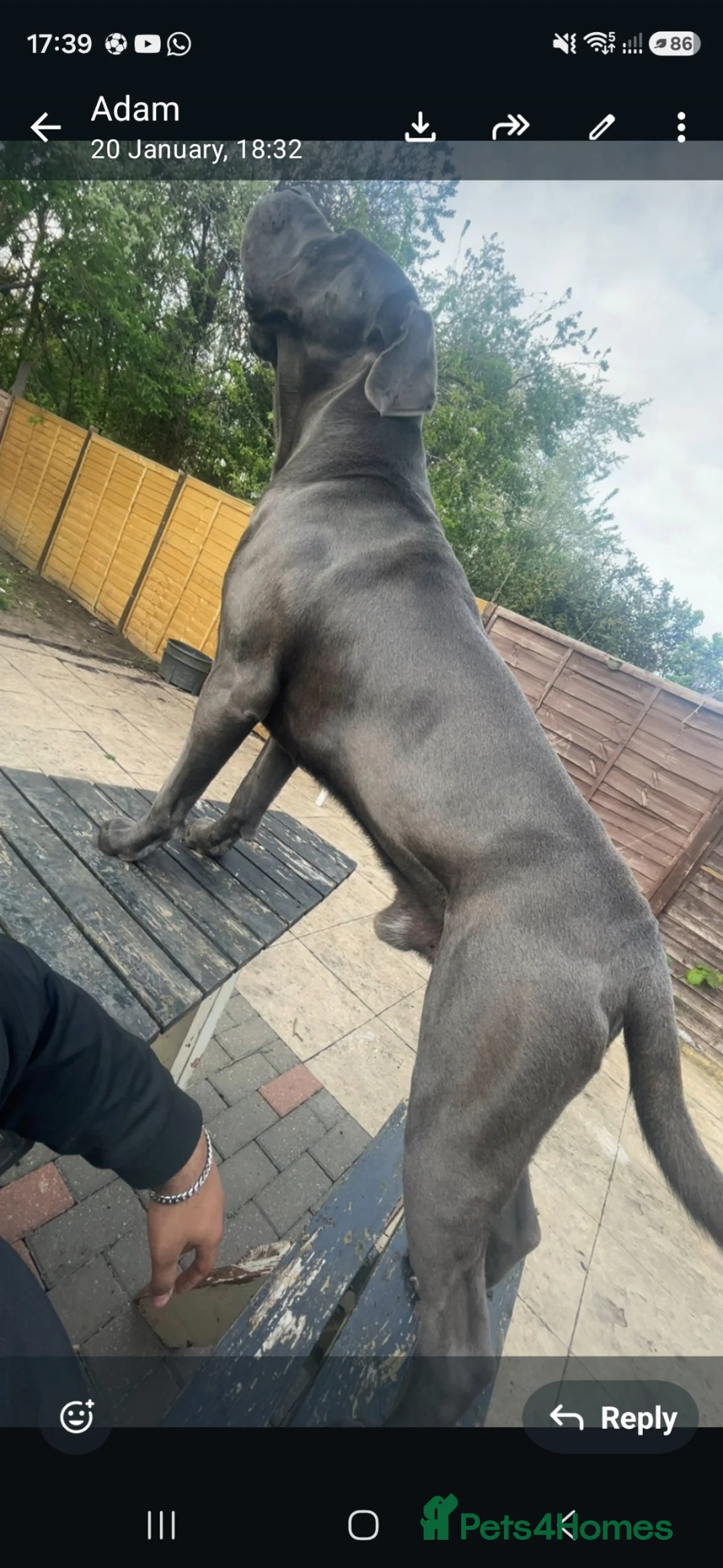 Cane Corso dogs for sale: Rehome Zeus - Advert 2