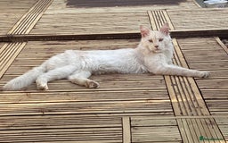 Maine Coon cats for sale: Maine Coon Cross Kittens 3 Girls , 2 Boys - Image 21