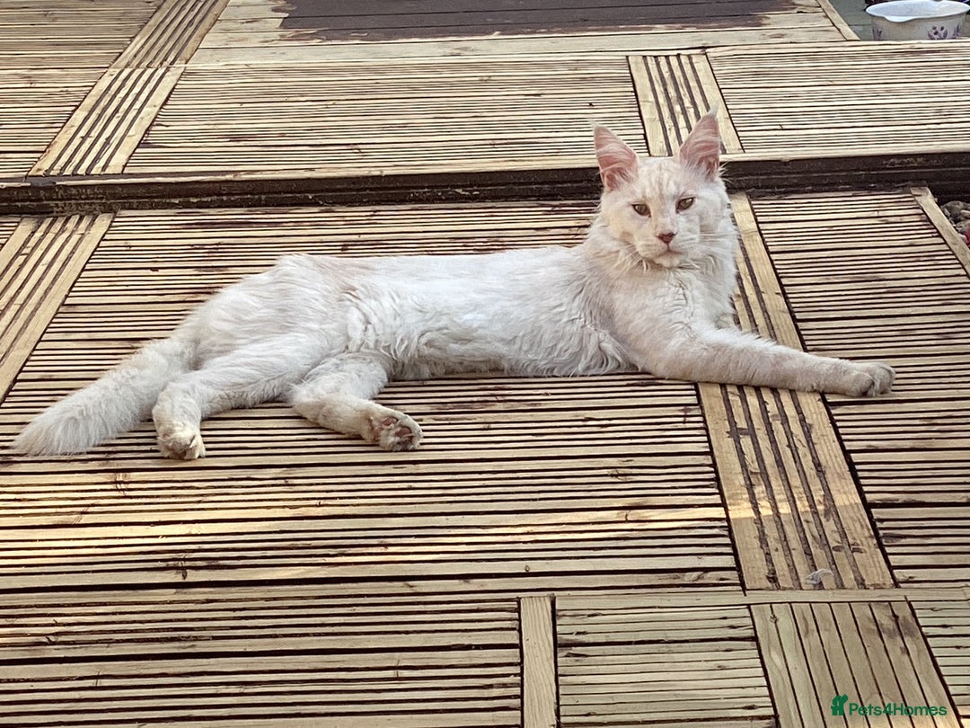 Maine Coon cats for sale: Maine Coon Cross Kittens 3 Girls , 2 Boys - Image 21