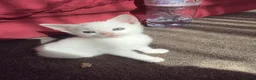 Turkish Angora cats for sale: Whithe Turkish Angora - Advert 15