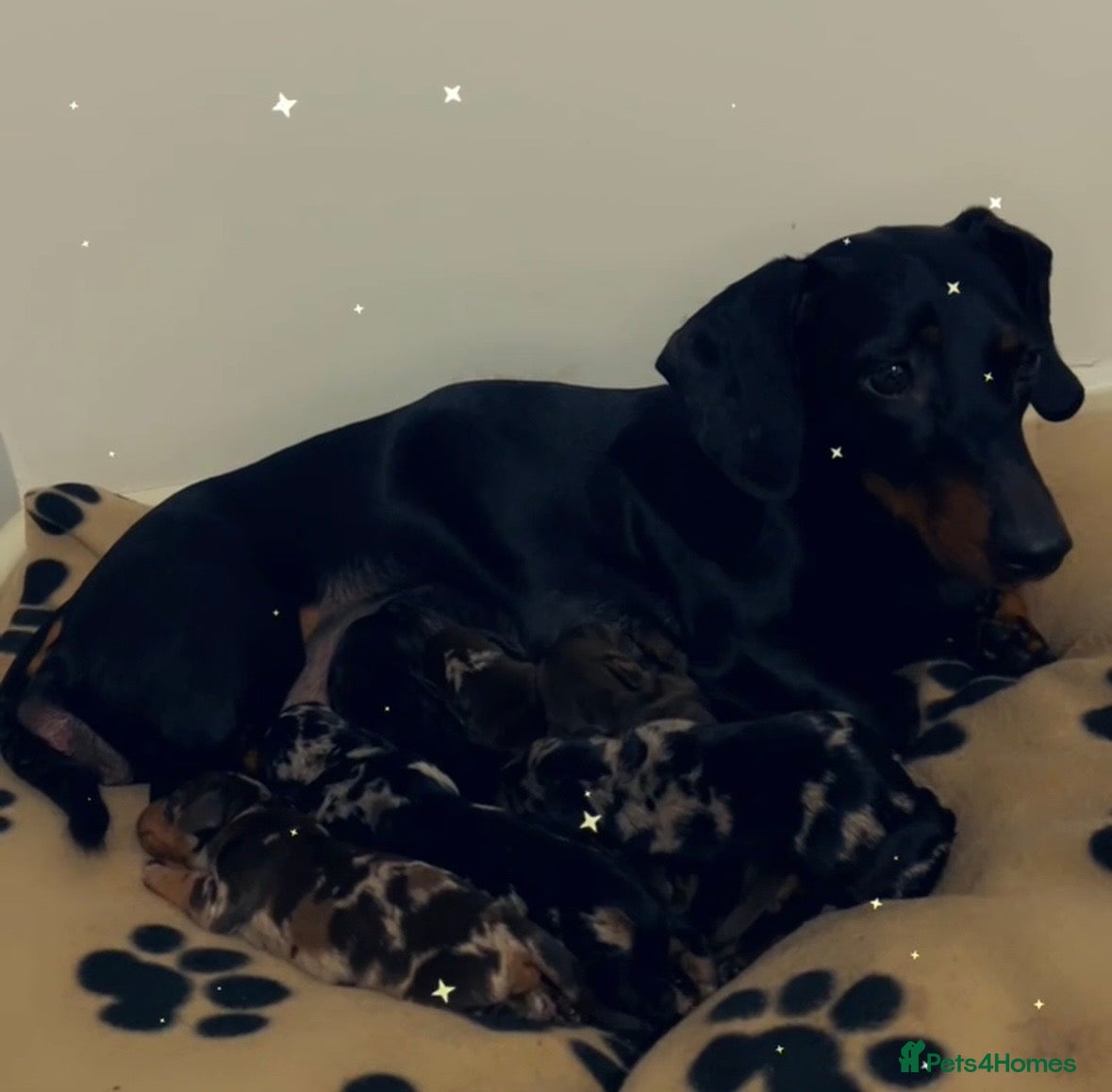 Dachshund dogs for sale: 🐶 5 Beautiful Dachshund Puppies 5 Weeks Old - Advert 1