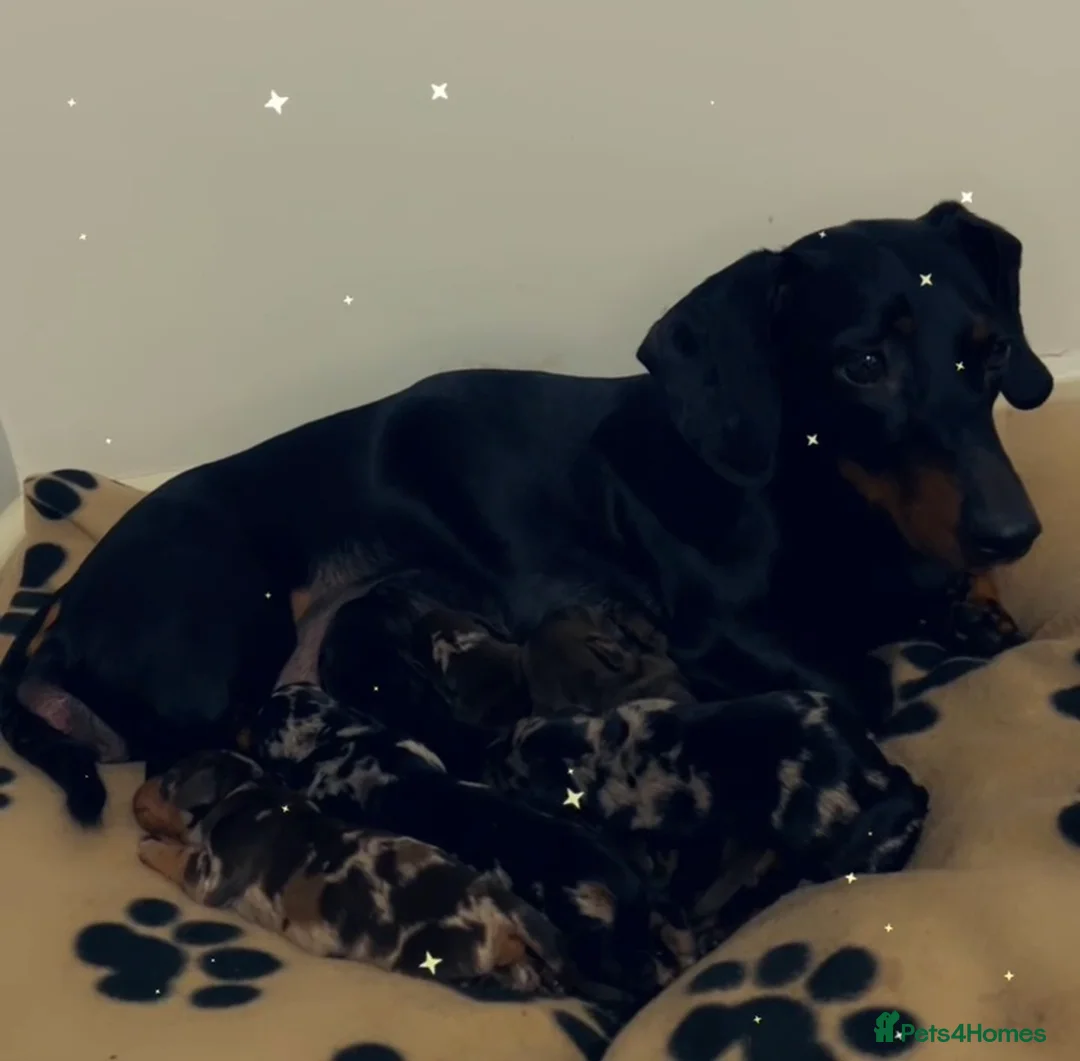 Dachshund dogs for sale: 🐶 5 Beautiful Dachshund Puppies 5 Weeks Old - Advert 1