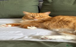 Mixed Breed cats for sale: Ginger tabby - Image 2