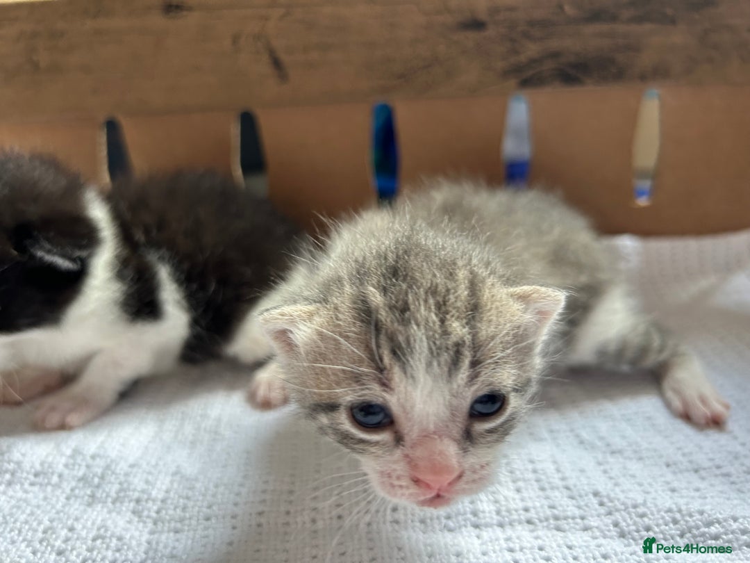 Mixed Breed cats for sale: Ready in 4 weeks time  - Image 6