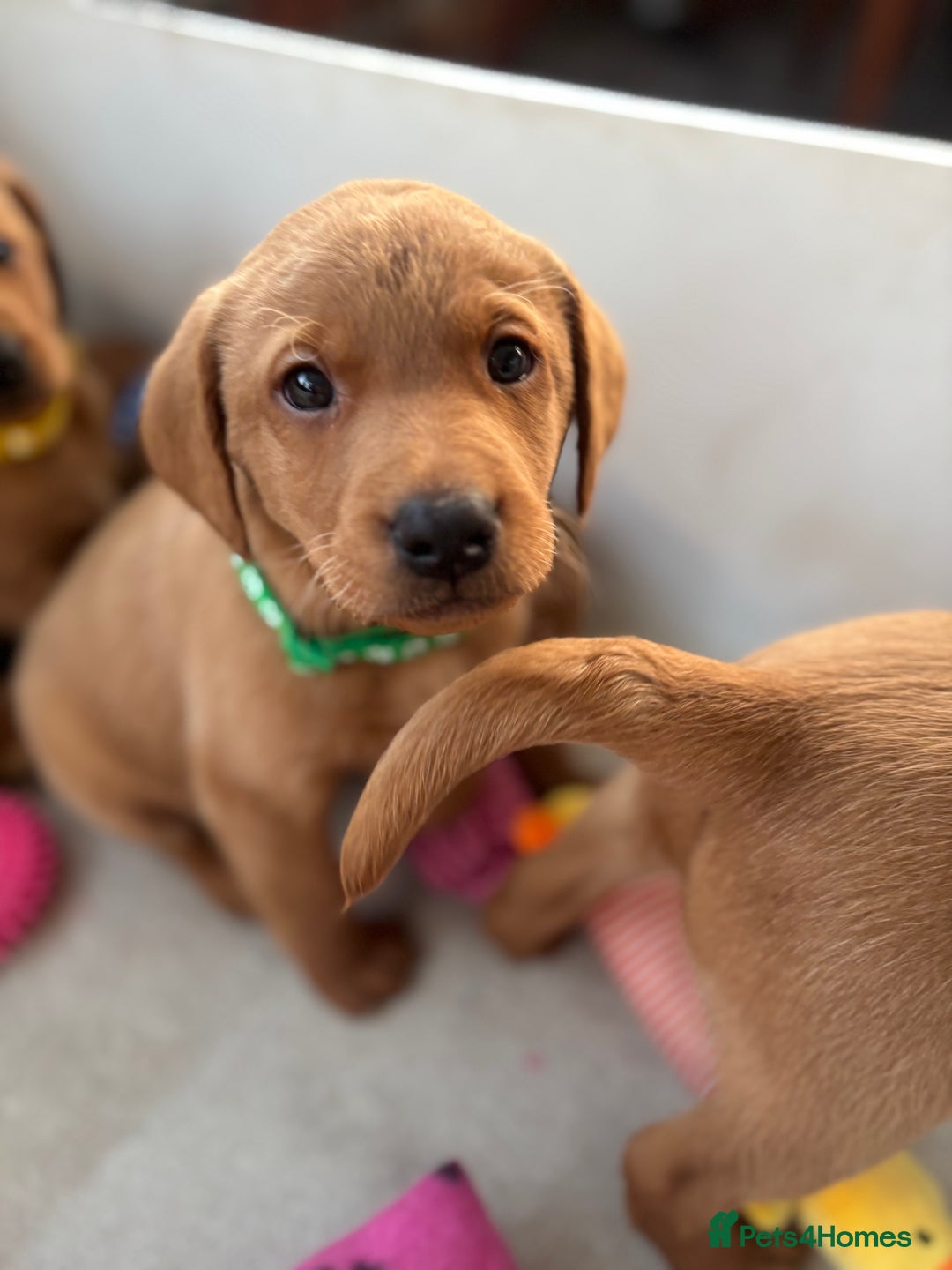 Labrador Retriever dogs for sale: Beautiful KC Fox Red Labrador Puppies - Image 11