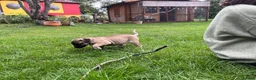 Boerboel dogs for sale: 2 gorgeous Boerboel girls ready now!! - Advert 16