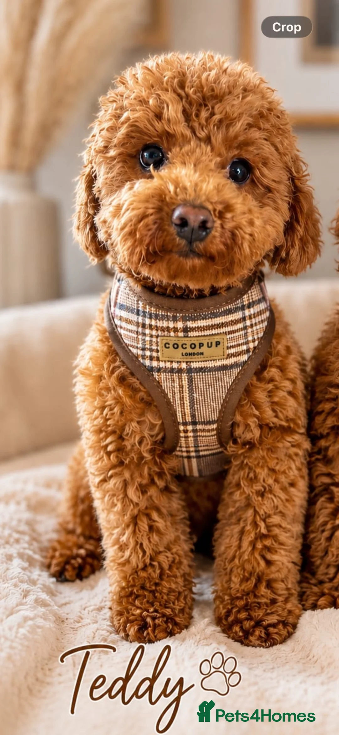 Toy Poodle dogs for sale: KC Toy Poodle 🧸 Boy in Musselburgh - Advert 1