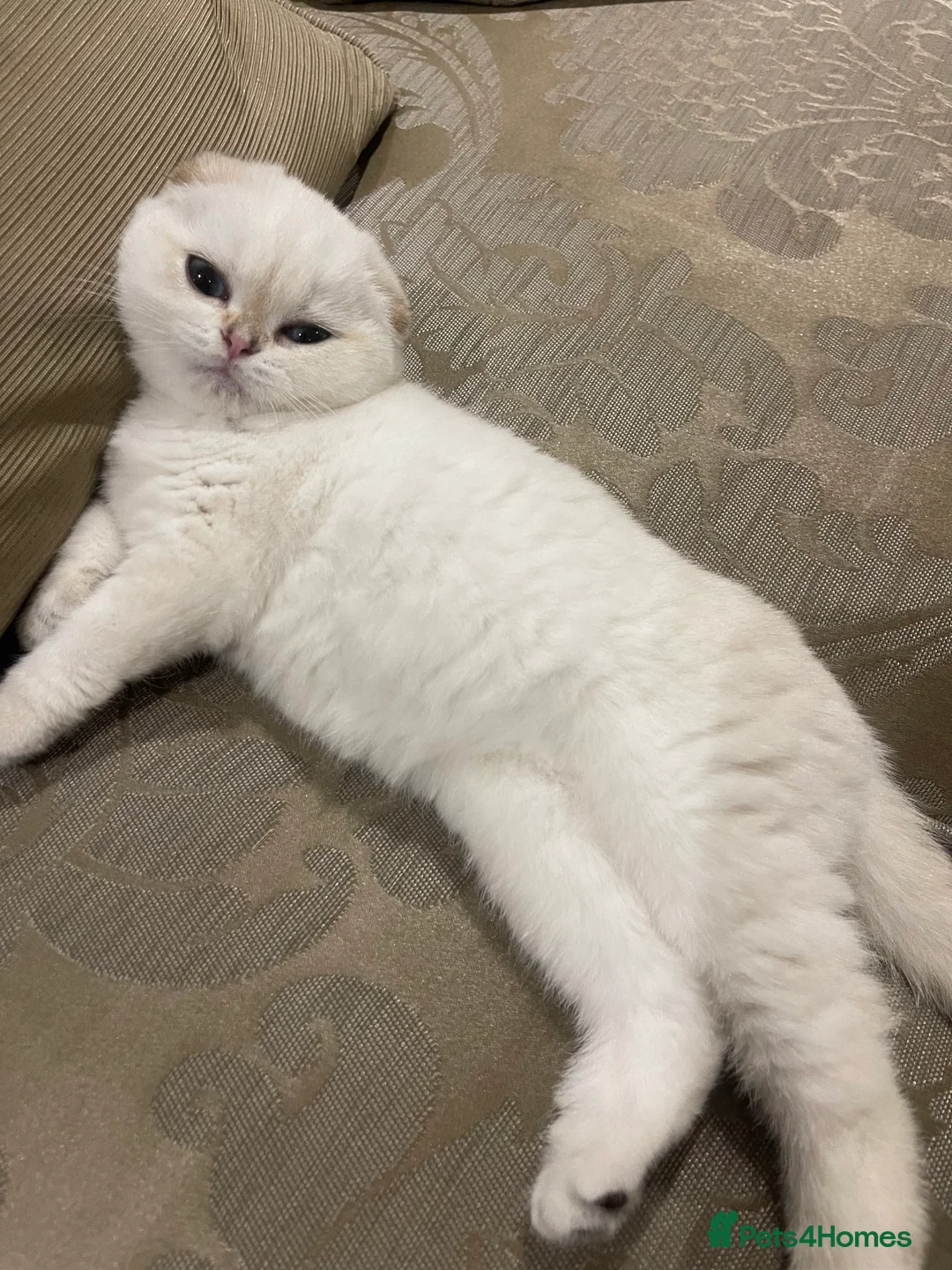 Exotic cats for sale: Stunning pedigree girls, ready to go!  - Advert 4