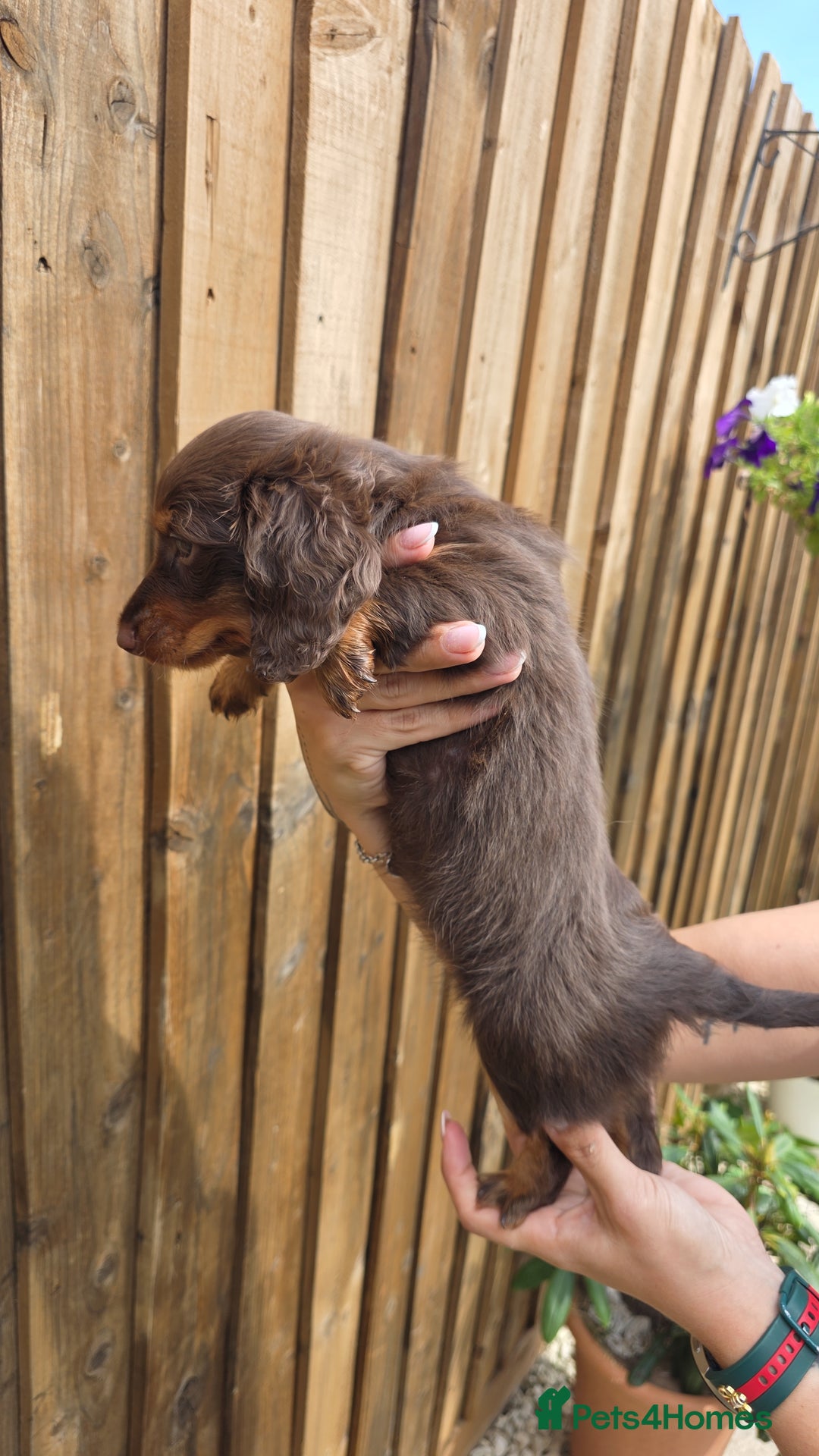 Miniature Dachshund dogs for sale: Beautiful longhaired dachshund girl  - Image 6