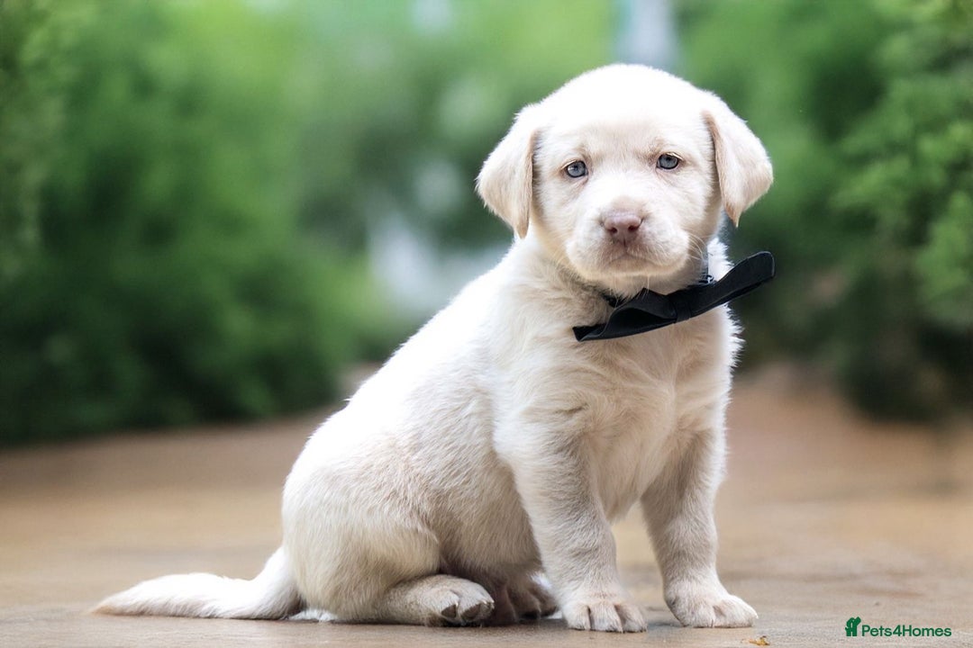 Labrador Retriever dogs for sale: Champagne, Silver and Charcoal - Image 6