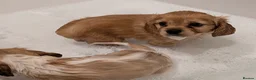 Cavapoo dogs for sale: F1B Cavapoo Puppies Health Tested KC Parents - Advert 7
