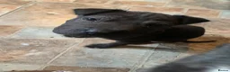 Mixed Breed dogs for sale: Staffy/sharpie pups  - Advert 5