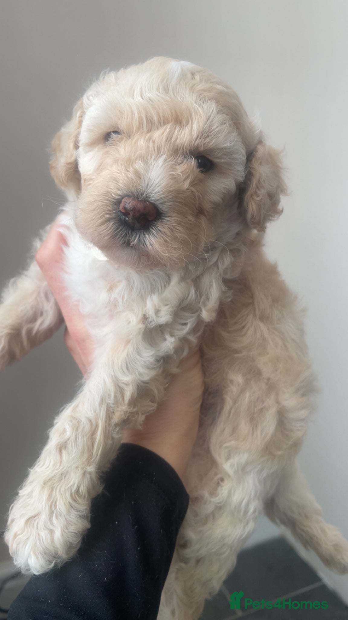 Poochon dogs for sale: Ready to leave NOW poochons🐶❤️ - Advert 12