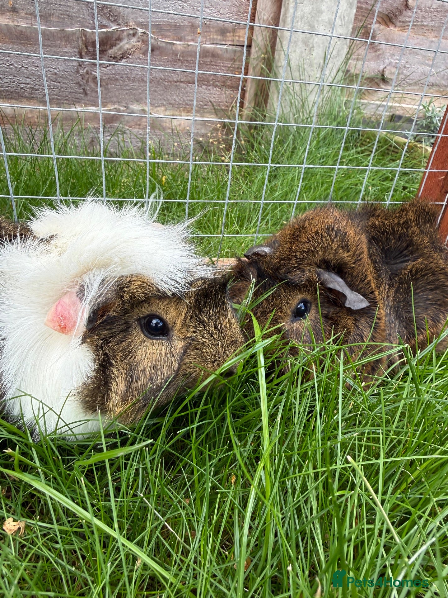 Guinea Pig rodents Baby guinea pigs! - Advert 1