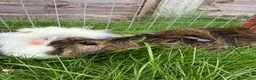 Guinea Pig rodents for sale: Baby guinea pigs! - Advert 1
