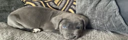 Cane Corso dogs for sale: Beautiful male cane corso puppy - Advert 4