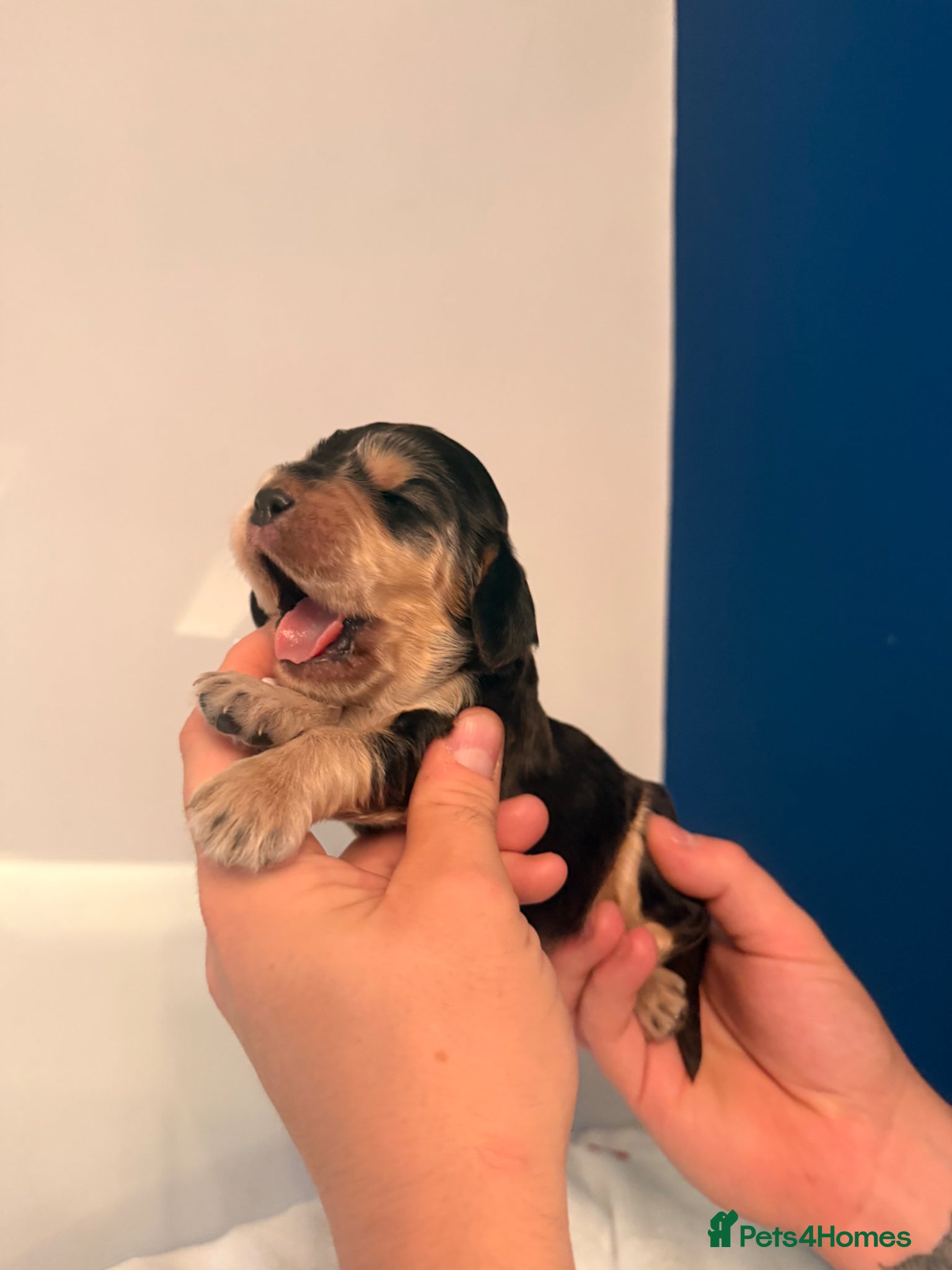 Cocker Spaniel dogs Outstanding KC registered Cocker Spaniel Puppies  - Advert 1
