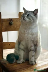 Aslan