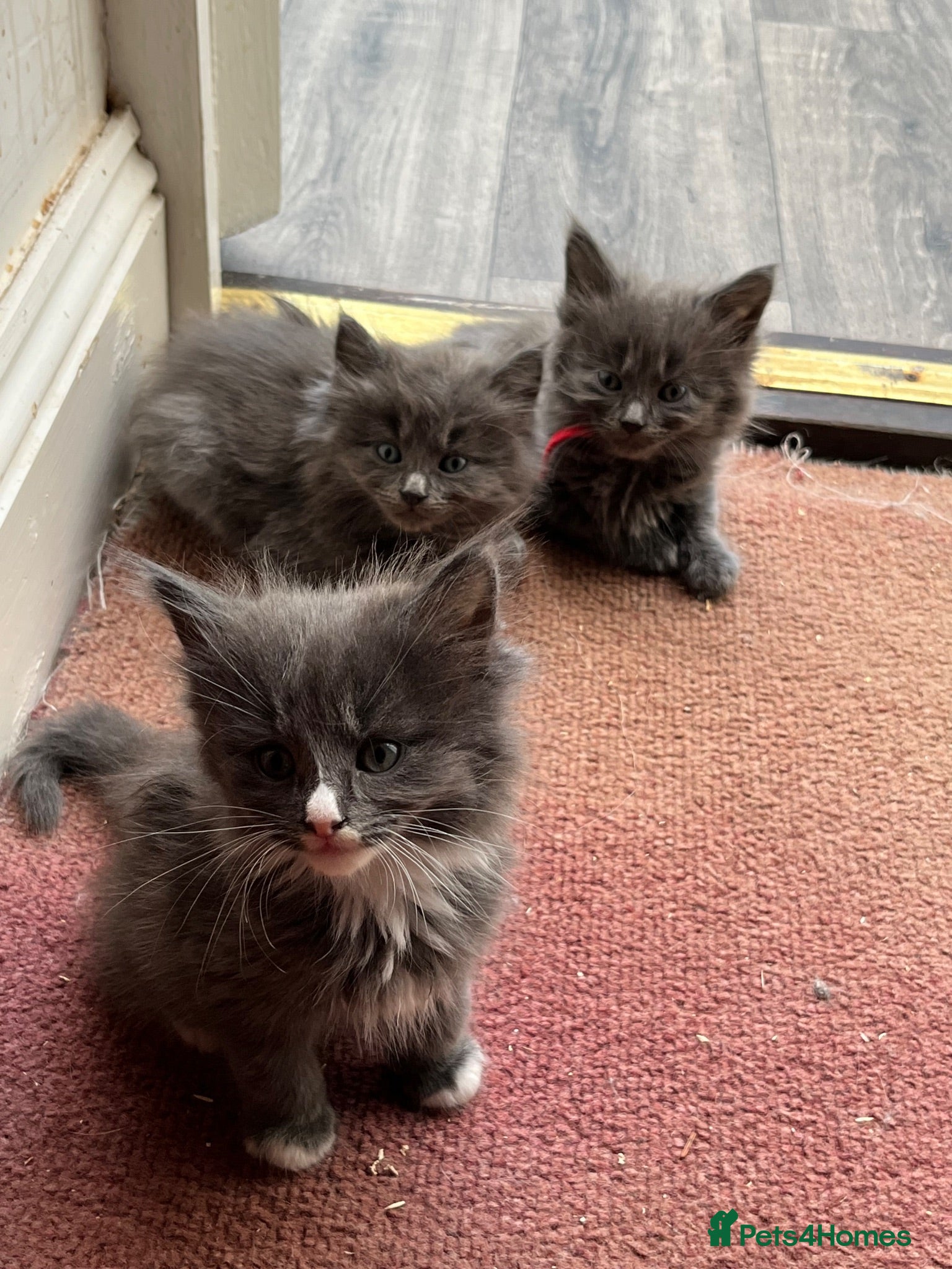 Mixed Breed cats Beautiful very friendly long haired kittens  - Advert 1