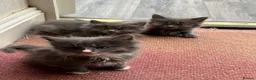 Mixed Breed cats for sale: Beautiful very friendly long haired kittens  - Advert 1