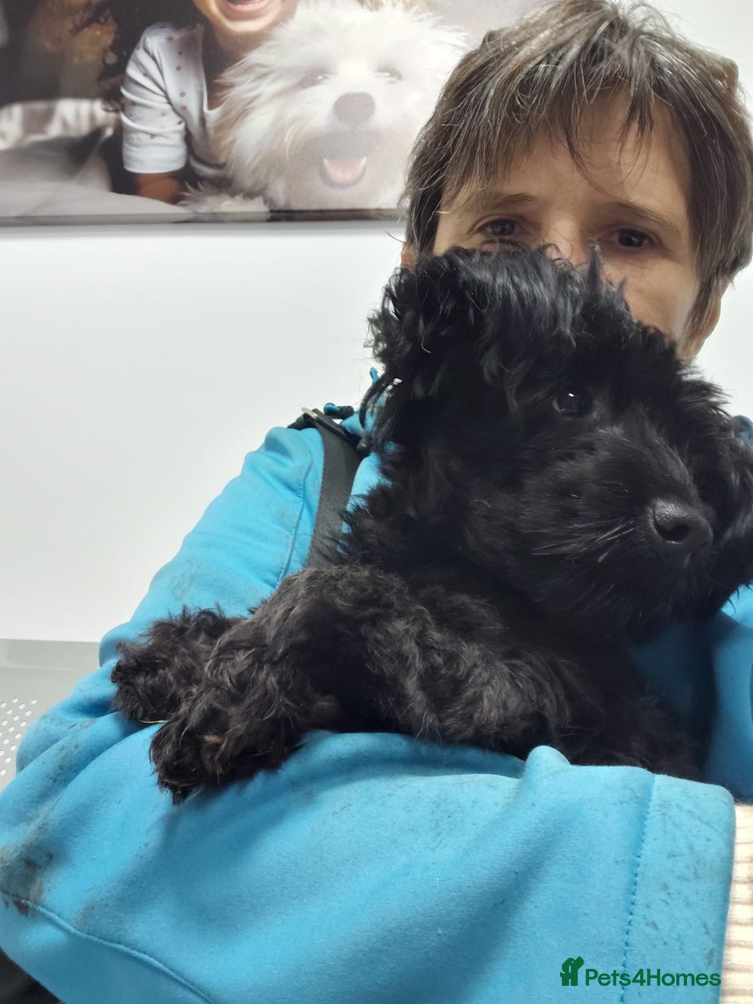 Mixed Breed dogs for adoption: 💛 BRINDY - A Sweet Little Black Velvet Girl 💛🐾 - Advert 9