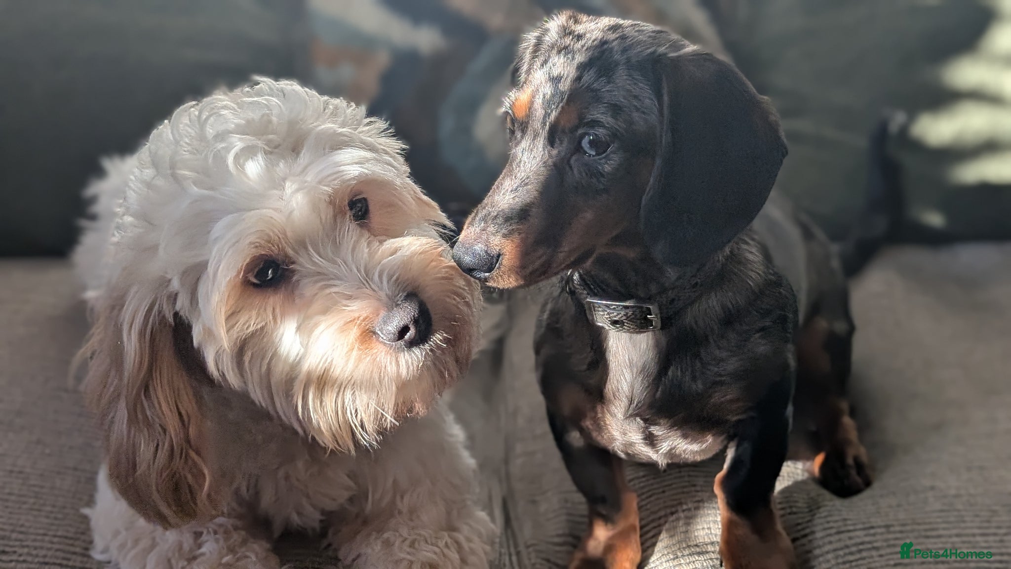 Mixed Breed dogs Daxiepoo, dachshund/cockapoo . Beautiful puppies - Advert 1