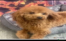 Maltipoo dogs for sale: F1 Maltipoo Boy  - Image 12
