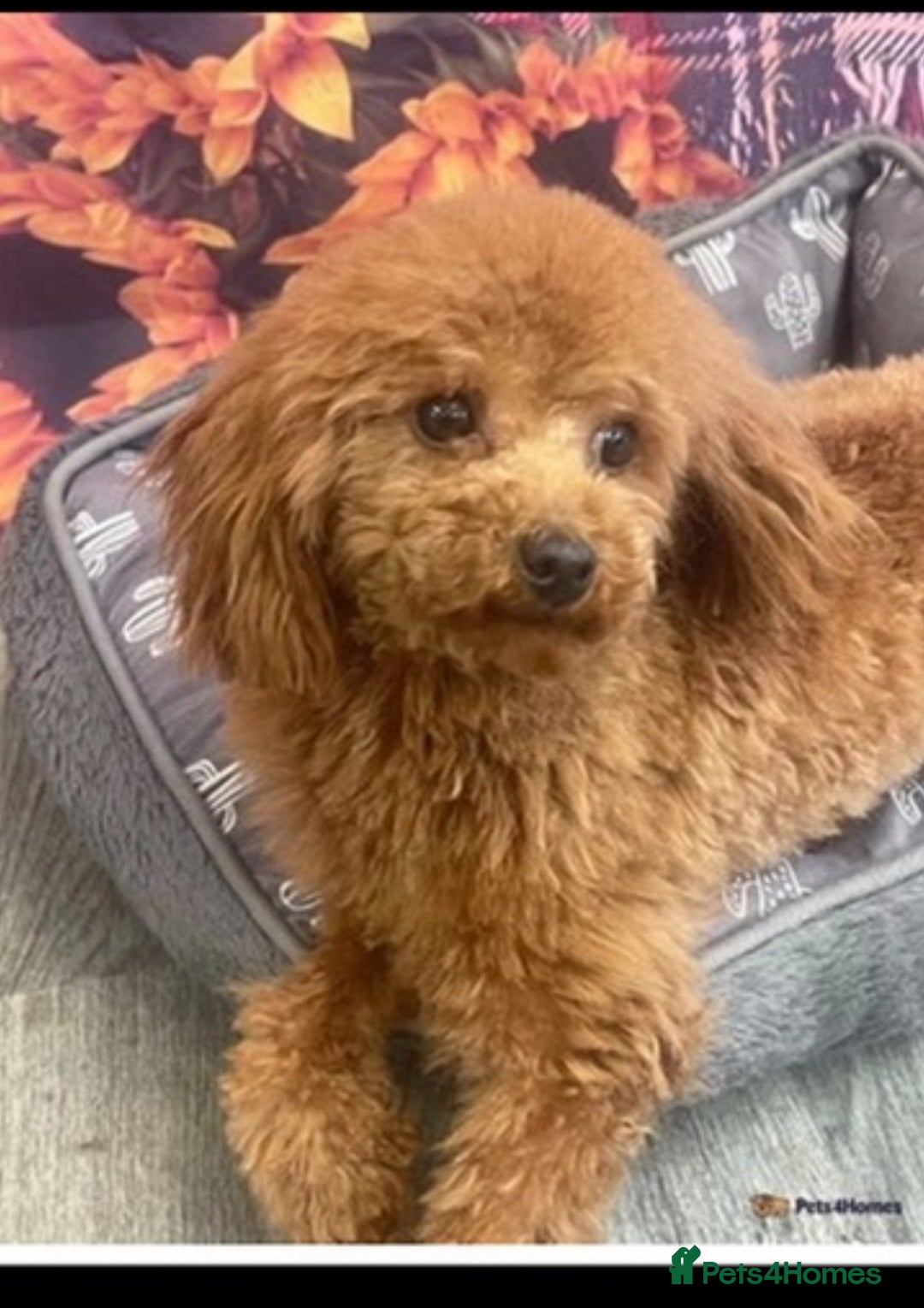 Maltipoo dogs for sale: F1 Maltipoo Boy  - Image 12