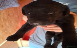 Labrador Retriever dogs for sale:  Labrador Pups (Health Tested) - Image 13