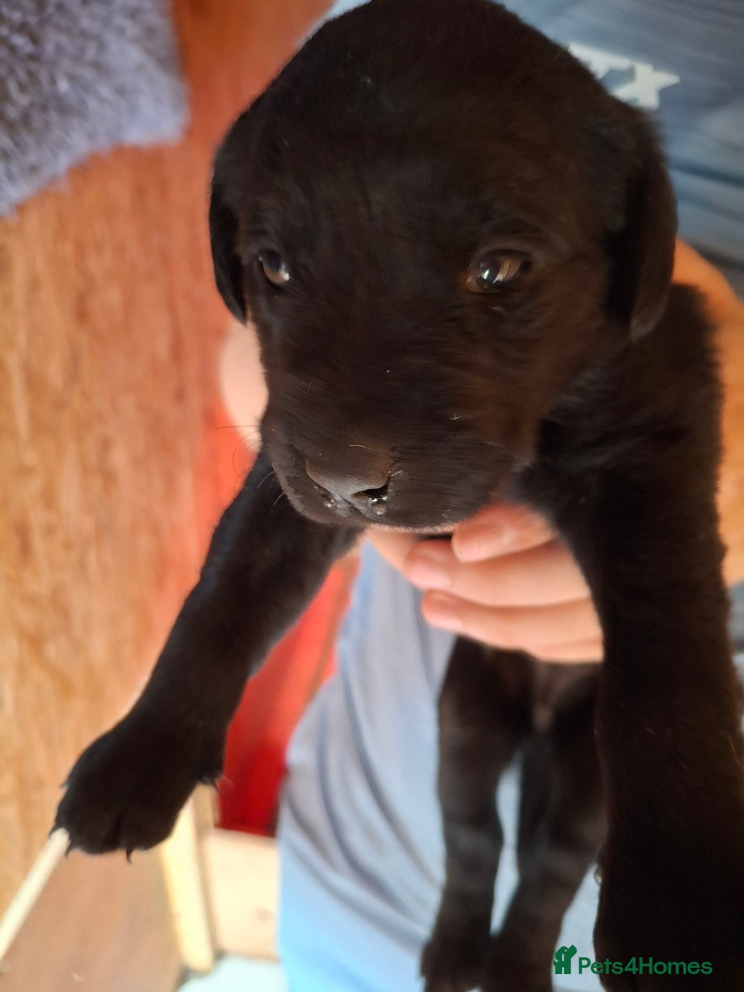 Labrador Retriever dogs for sale:  Labrador Pups (Health Tested) - Image 13
