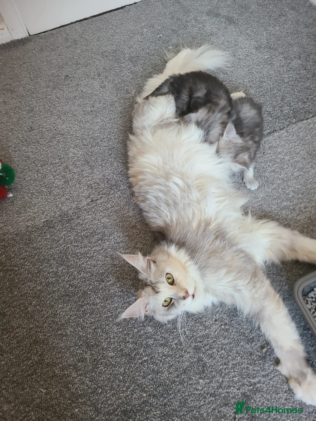 Maine Coon cats for sale: Maine coon kittens - Advert 1