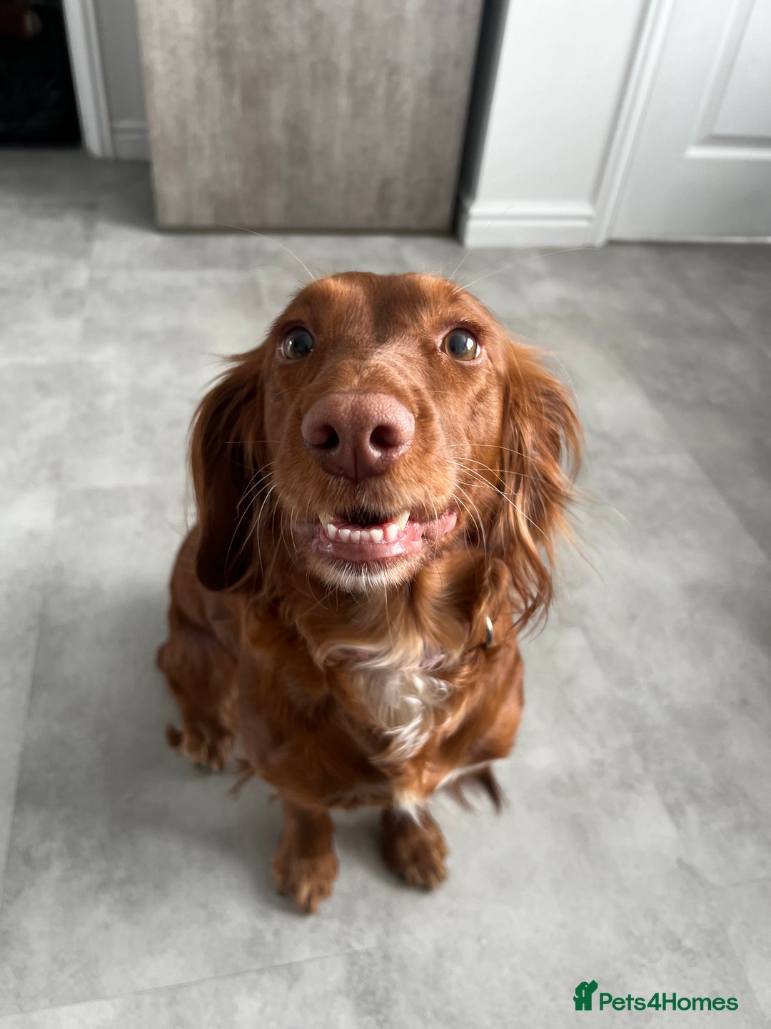 Cocker Spaniel dogs for sale: 🧡 Waiting List OPEN! 🧡 Fox Red WCS - Image 11