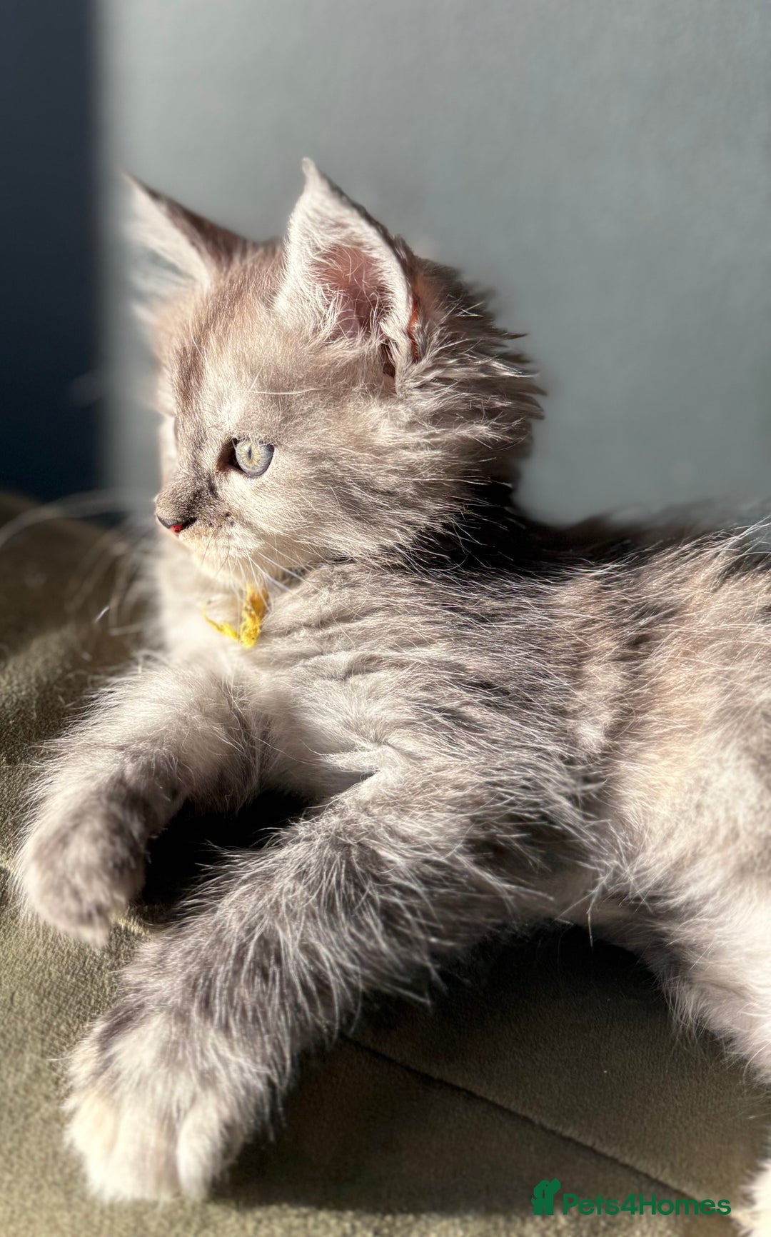 Maine Coon cats for sale: Maine Coon Kittens  - Image 4