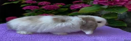 Mini Lop rabbits for sale: Gorgeous baby mini lop boys ready now in Edinburgh - Advert 8