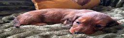 Dachshund dogs for sale: STANDARD KC REG LONGHAIRED DACHSHUNDS  - Advert 12