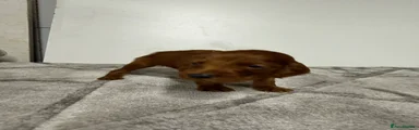 Irish Setter 6