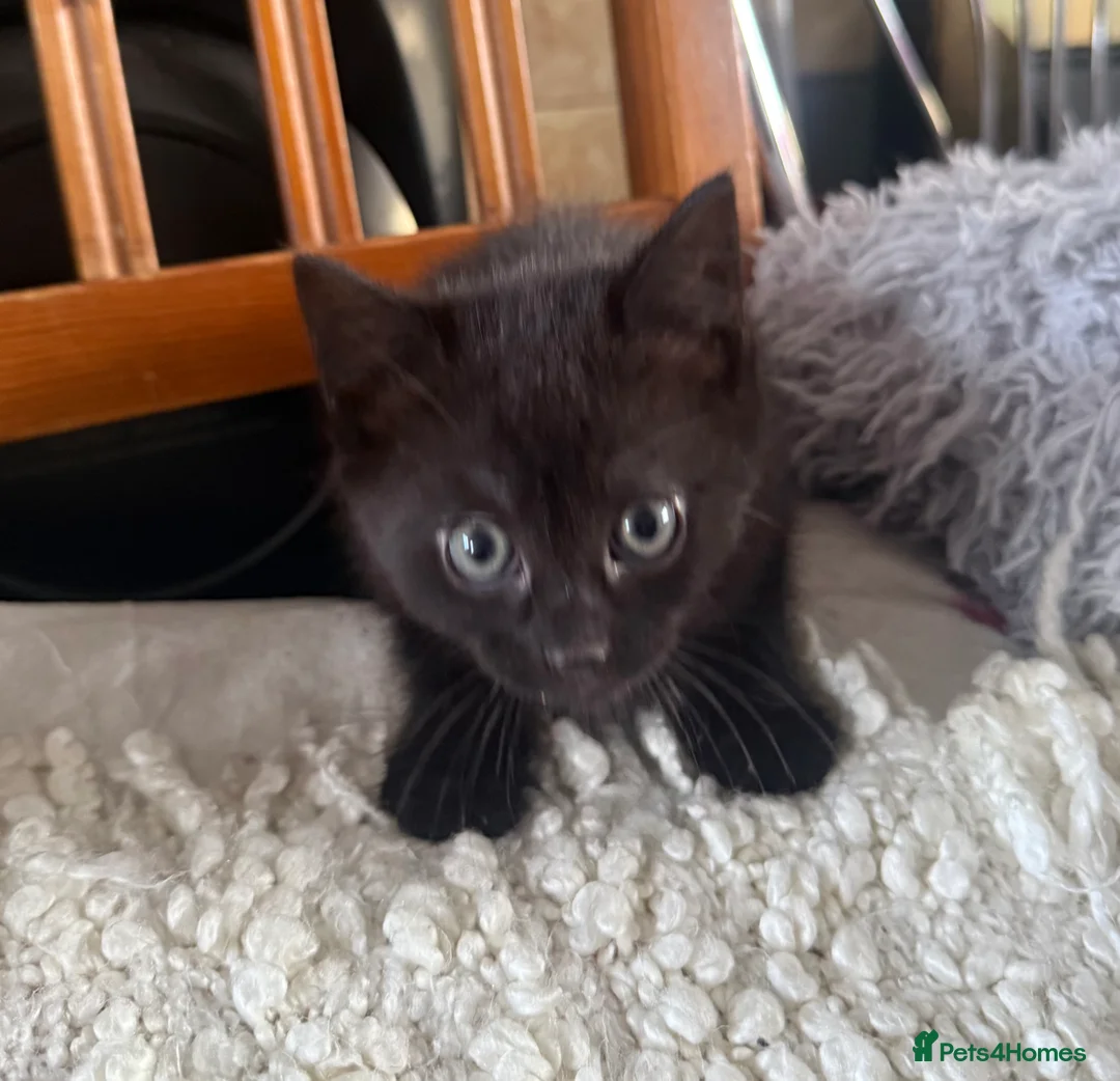 Mixed Breed cats for sale: 5 adorable kittens for sale! - Advert 8