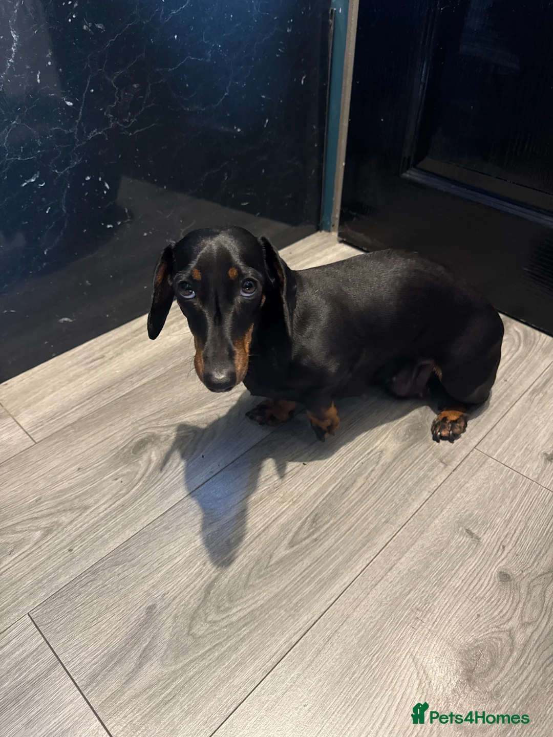 Miniature Dachshund dogs for sale: Female Short haired miniature Dashound  - Advert 6