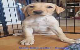 Labrador Retriever dogs for sale: Beautiful labrador puppies available now - Image 3