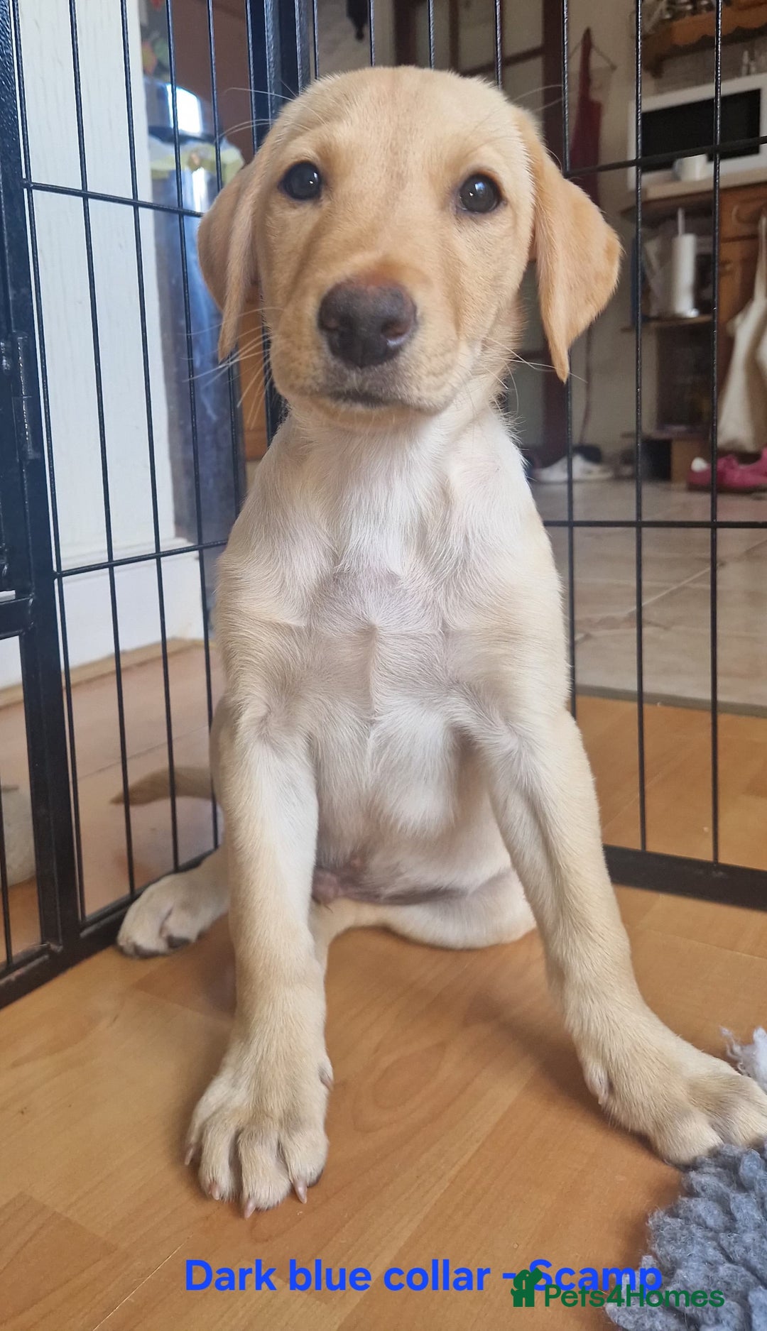 Labrador Retriever dogs for sale: Beautiful labrador puppies available now - Image 3