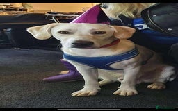 Mixed Breed dogs for adoption: Rescue boy Walter is looking for his second chance - Image 1