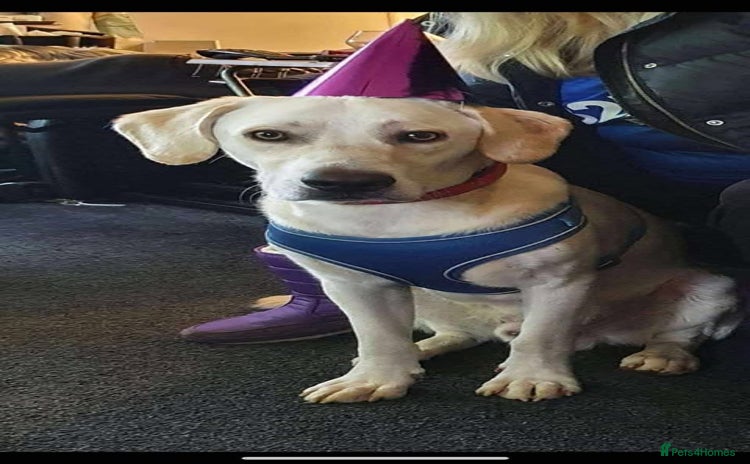 Mixed Breed dogs - Advert 1
