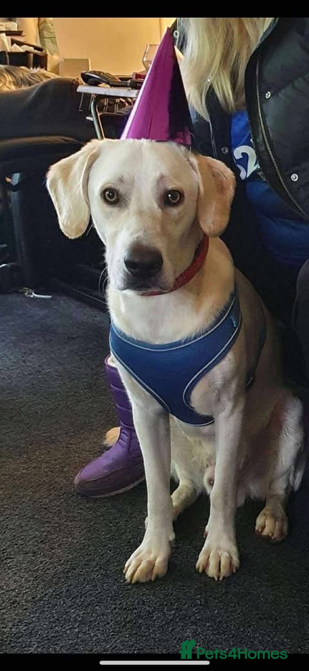 Mixed Breed dogs for adoption: Rescue boy Walter is looking for his second chance - Image 1