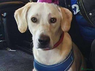 Mixed Breed dogs Rescue boy Walter is looking for his second chance - Advert 5