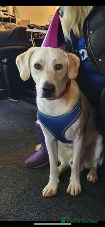 Mixed Breed dogs Rescue boy Walter is looking for his second chance - Advert 6