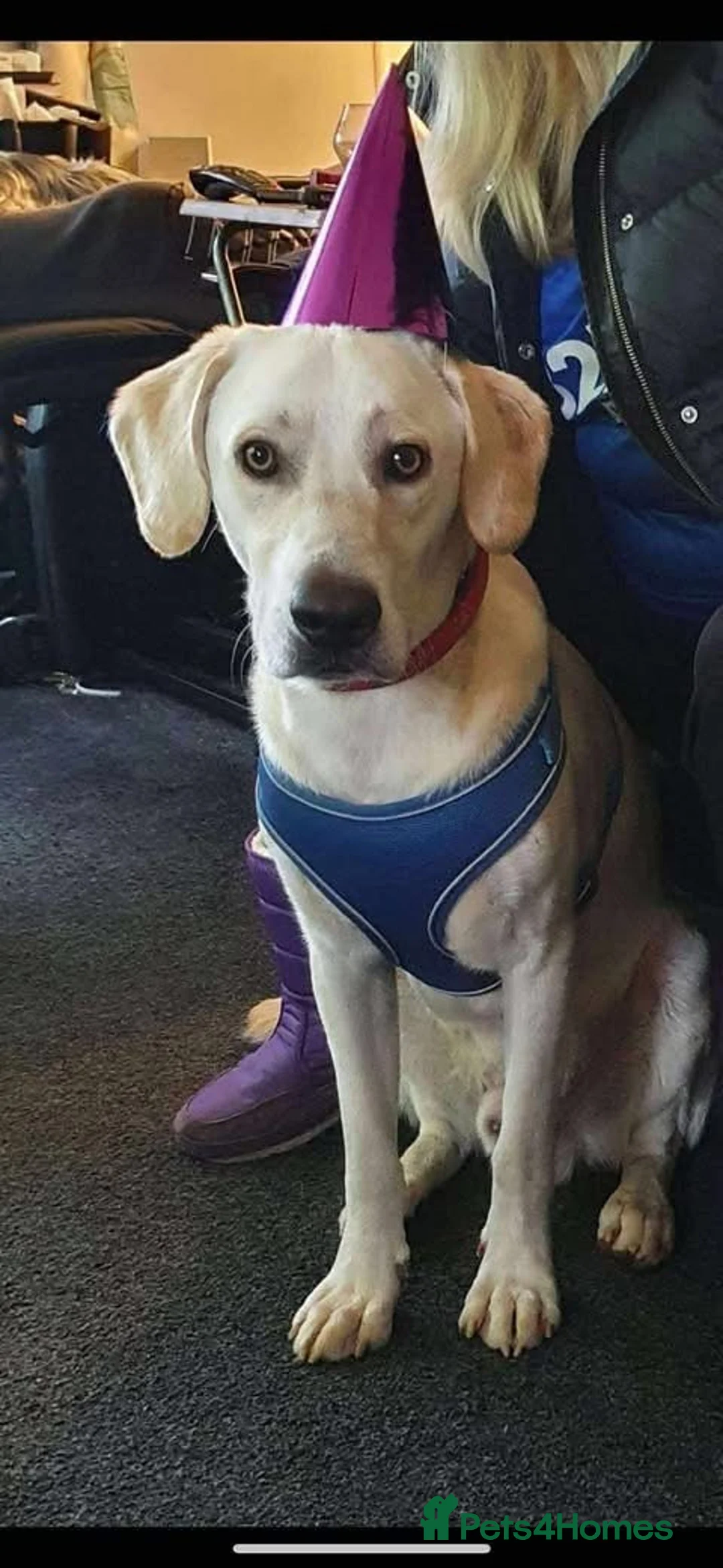 Mixed Breed dogs for adoption: Rescue boy Walter is looking for his second chance - Advert 1